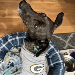 Lambeau Leapers